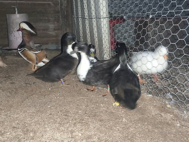 Canard mignon noire et blanc