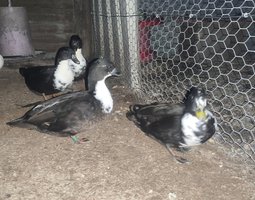 Canard mignon noire et blanc