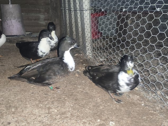 Canard mignon noire et blanc