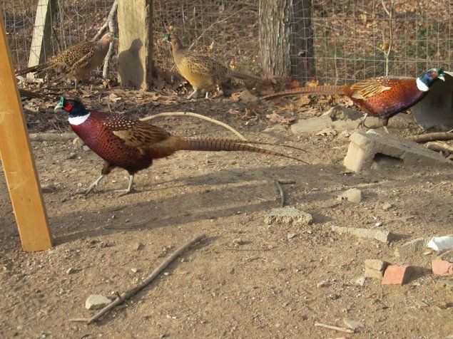 Faisans de Mongolie à collier blanc