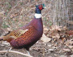 Faisans de Mongolie à collier blanc