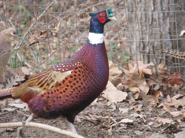 Faisans de Mongolie à collier blanc