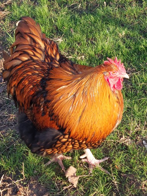 Orpington Fauve a lisere noire