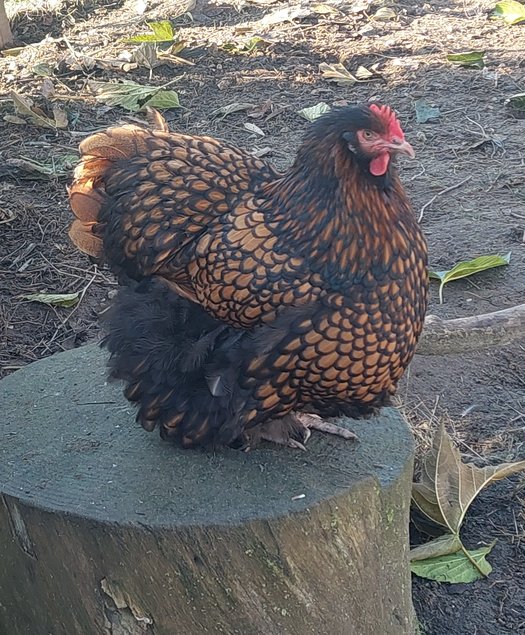 Orpington Fauve a lisere noire