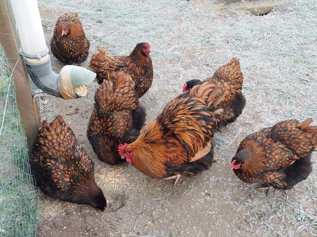 Orpington Fauve a lisere noire