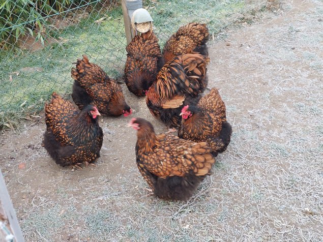 Orpington Fauve a lisere noire