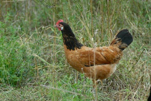 Vorwerk Grande Race - BIO (11 + 1 gratuits)