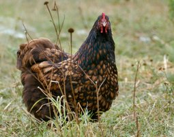 Orpington fauve à liseré noir OFALN (ex-ODAL) Grande Race