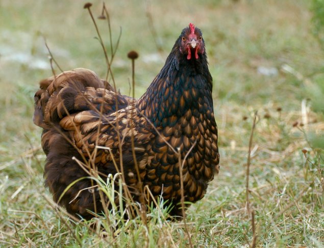 Orpington fauve à liseré noir OFALN (ex-ODAL) Grande Race