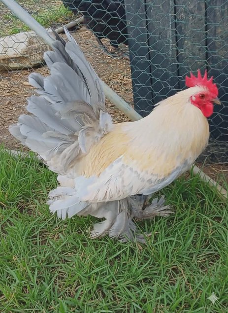 Sabelpoot porcelaine isabelle race naine Tata cocottes