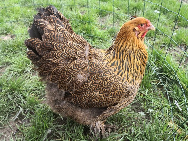 Brahma perdrix doré