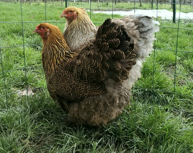 Brahma perdrix doré