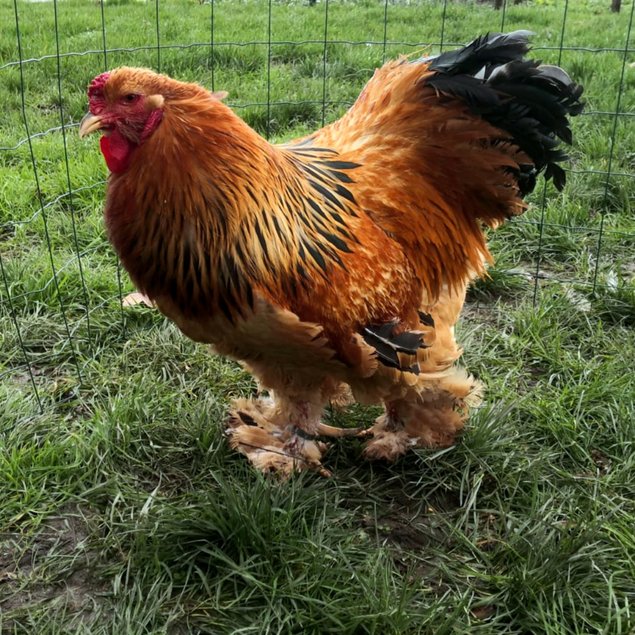 Brahma fauve herminé 🇺🇸 (noire/bleu/blanc)