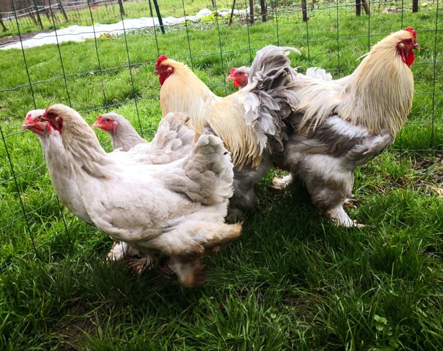 Brahma isabelle / gris perle 🇺🇸