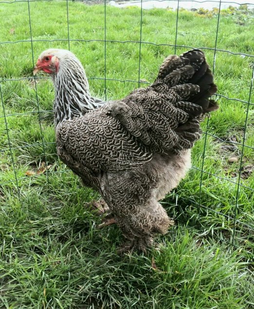 Brahma perdrix argenté 🇺🇸