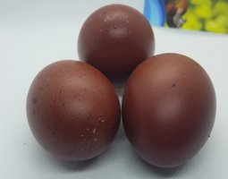 Marans noir et bleu cuivré 🇫🇷