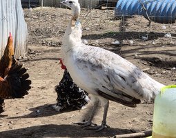 Paon Nigripenne femelle