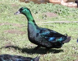 Canard Cayuga femelle