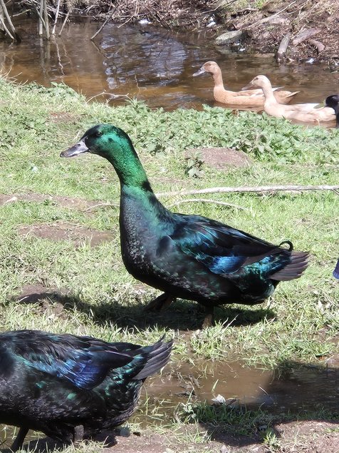 Canard Cayuga femelle