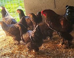 Brahma doré liseré noir 🇺🇸