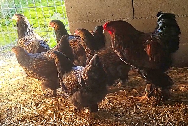 Brahma doré liseré noir 🇺🇸