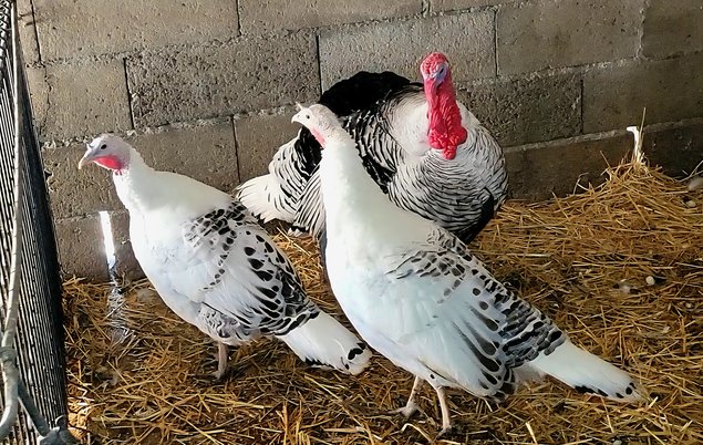 Dinde Royale 🇺🇸