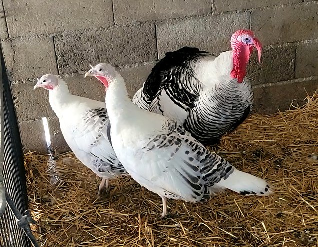 Dinde Royale 🇺🇸