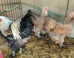 Brahma saumon 🇺🇸