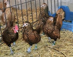 Sebright doré 🇬🇧