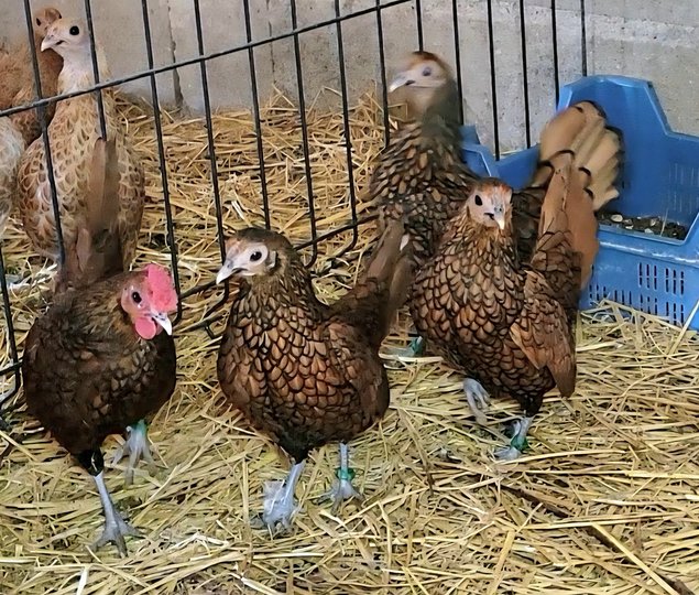 Sebright doré 🇬🇧