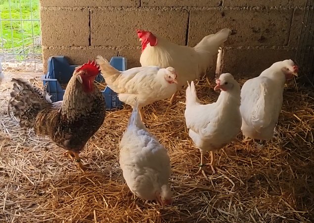 White Legbar 🇬🇧