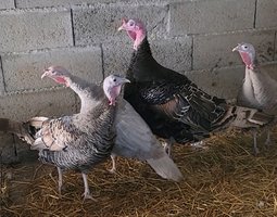 Dinde de Ronquières 🇧🇪