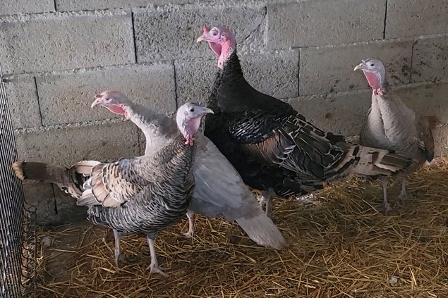 Dinde de Ronquières 🇧🇪