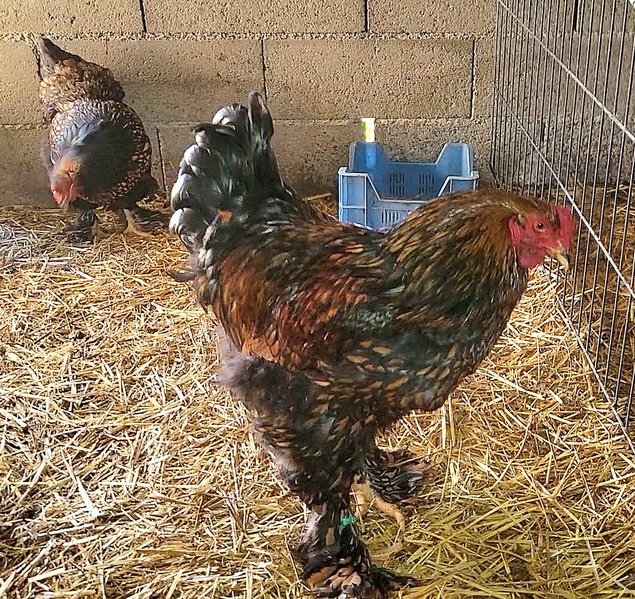 Brahma doré liseré noir 🇺🇸