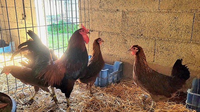 Cornuta di Caltanissetta 🇮🇹