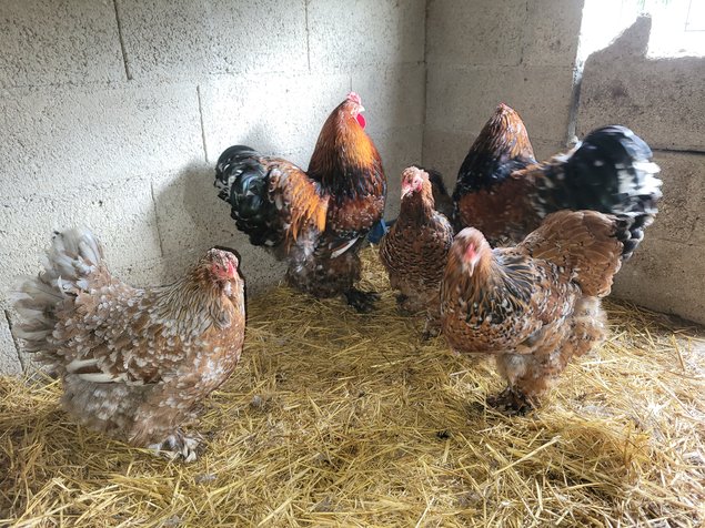 Brahma porcelaine 🇺🇸