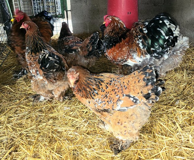 Brahma porcelaine 🇺🇸