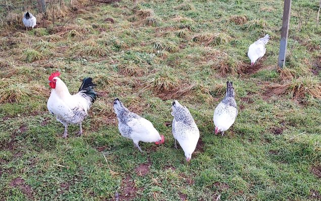 Œufs fécondés de poules Bresse Gauloises grises