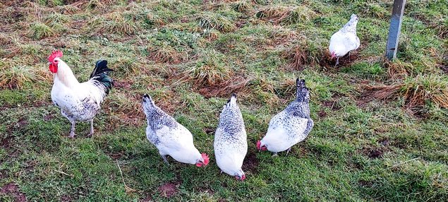 Œufs fécondés de poules Bresse Gauloises grises