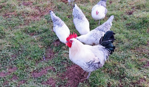 Œufs fécondés de poules Bresse Gauloises grises