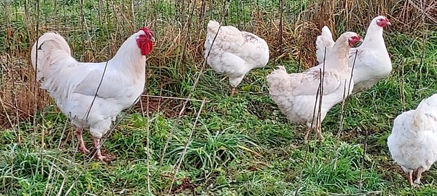 OEUFS DE POULES CHAROLLAISES