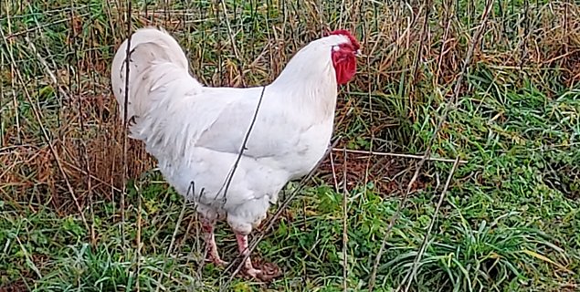 OEUFS DE POULES CHAROLLAISES