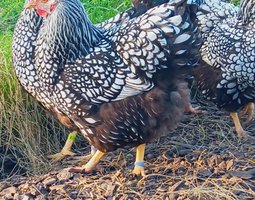 Wyandotte argenté liseré noir grande race Tata cocottes