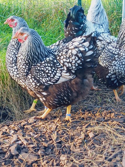 Wyandotte argenté liseré noir grande race Tata cocottes