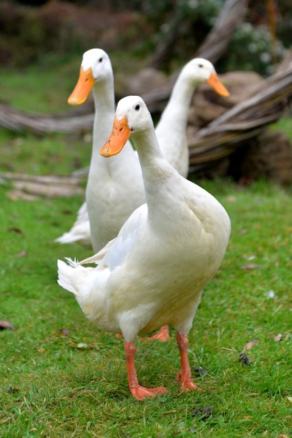 Oeufs fécondés - Canard coureur indien blanc (pure race) 🪶