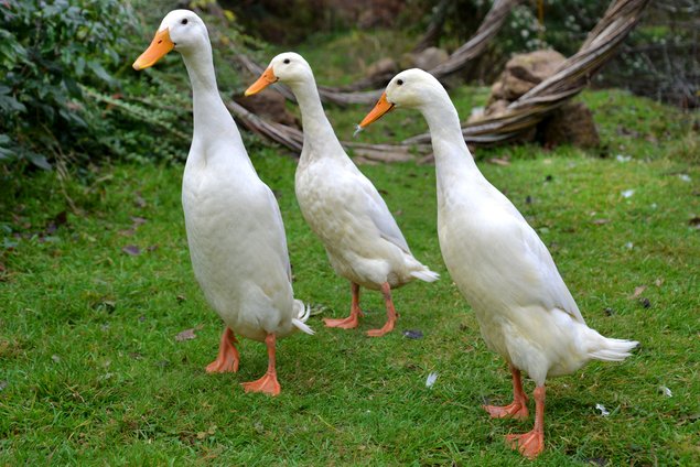 Oeufs fécondés - Canard coureur indien blanc (pure race) 🪶