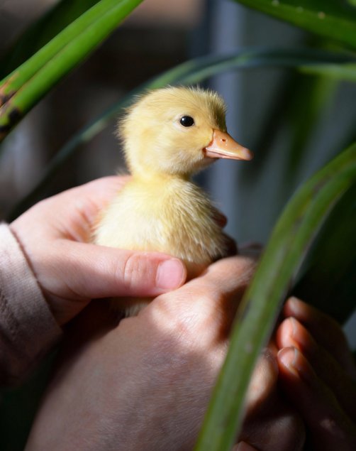 Oeufs fécondés de Canards Coureurs Indiens 🪶