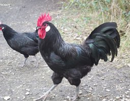Bresse Gauloise noire