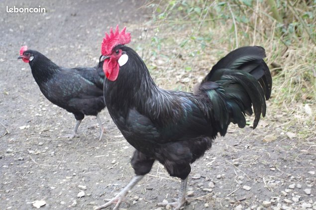 Bresse Gauloise noire