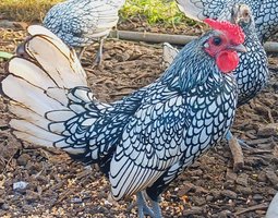 Sebright argenté liseré noir race naine Tata cocottes